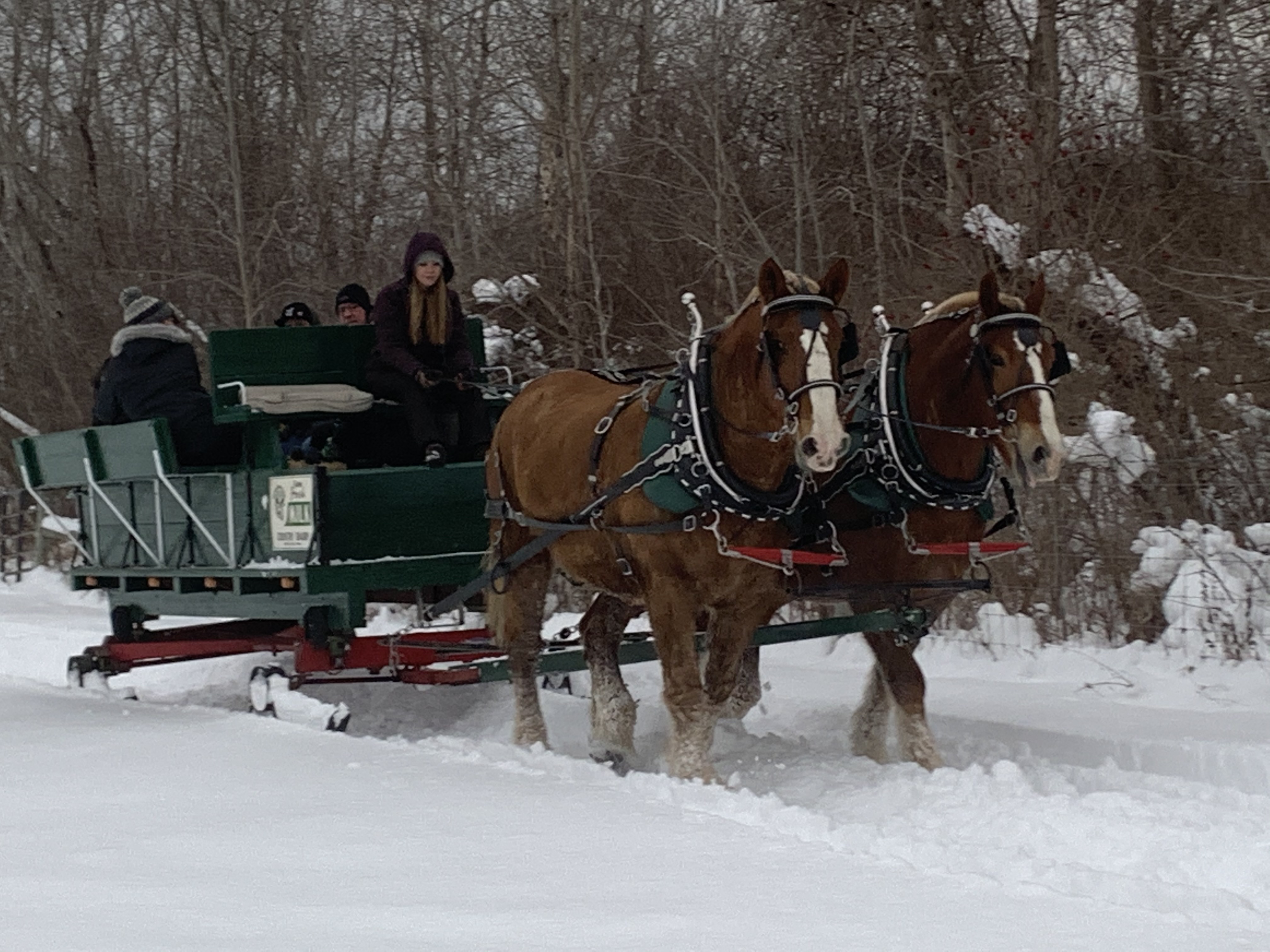 Horse-drawn sleigh ride at Country Dairy in winter